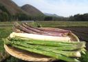 会津田島アスパラ